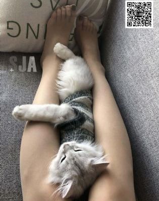 梦断江湖粤语